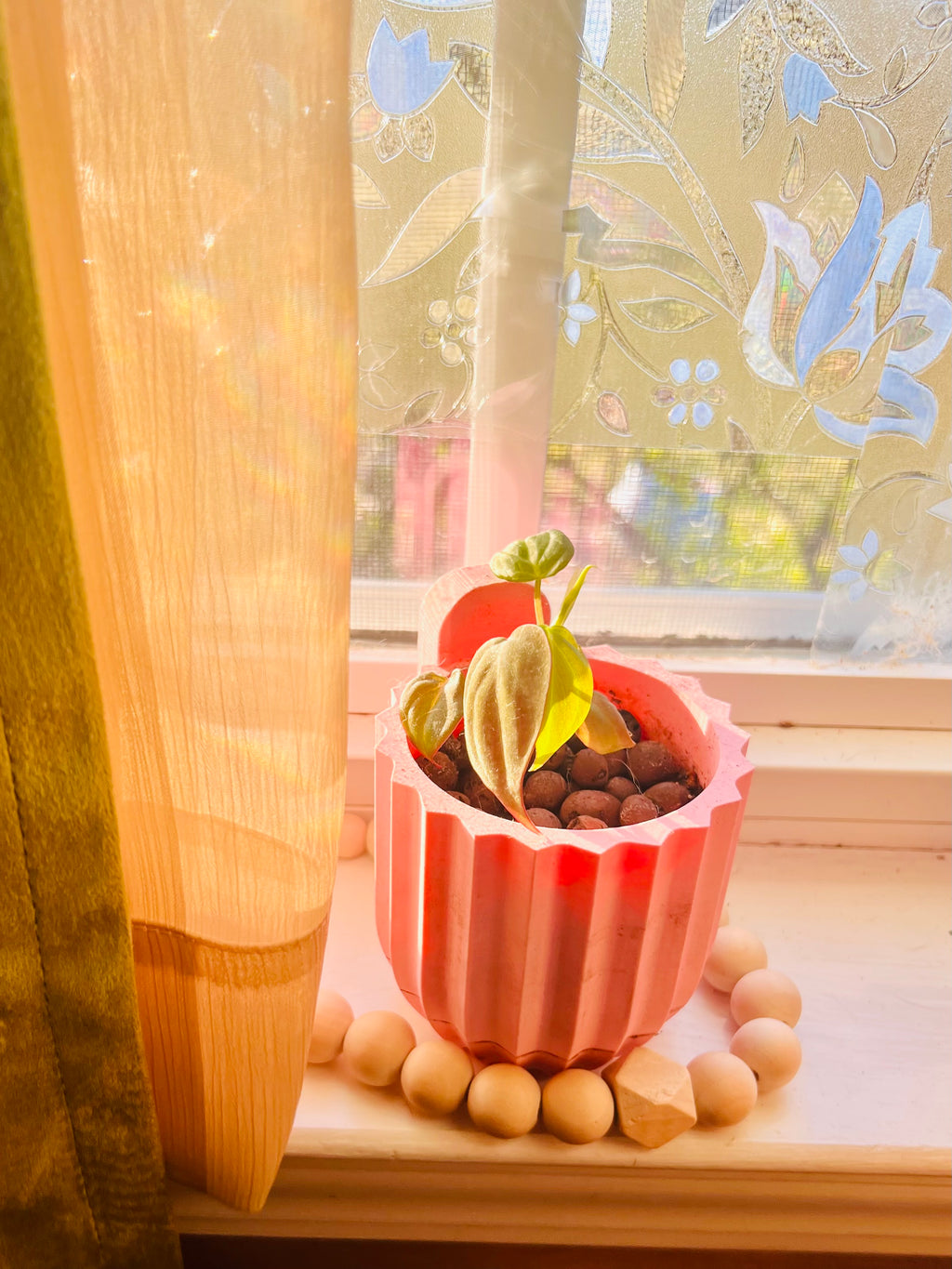 3” Rooted Micans Philodendron Starter Plant