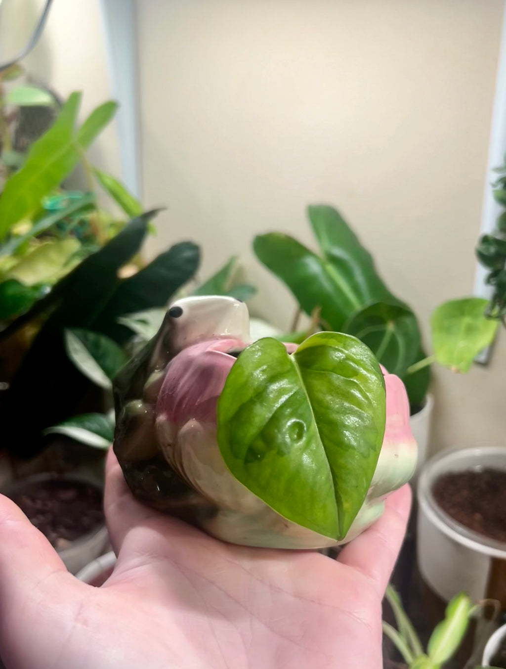 2” Global Green Pothos + Vintage Frog Pot