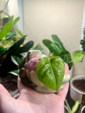 2” Global Green Pothos + Vintage Frog Pot