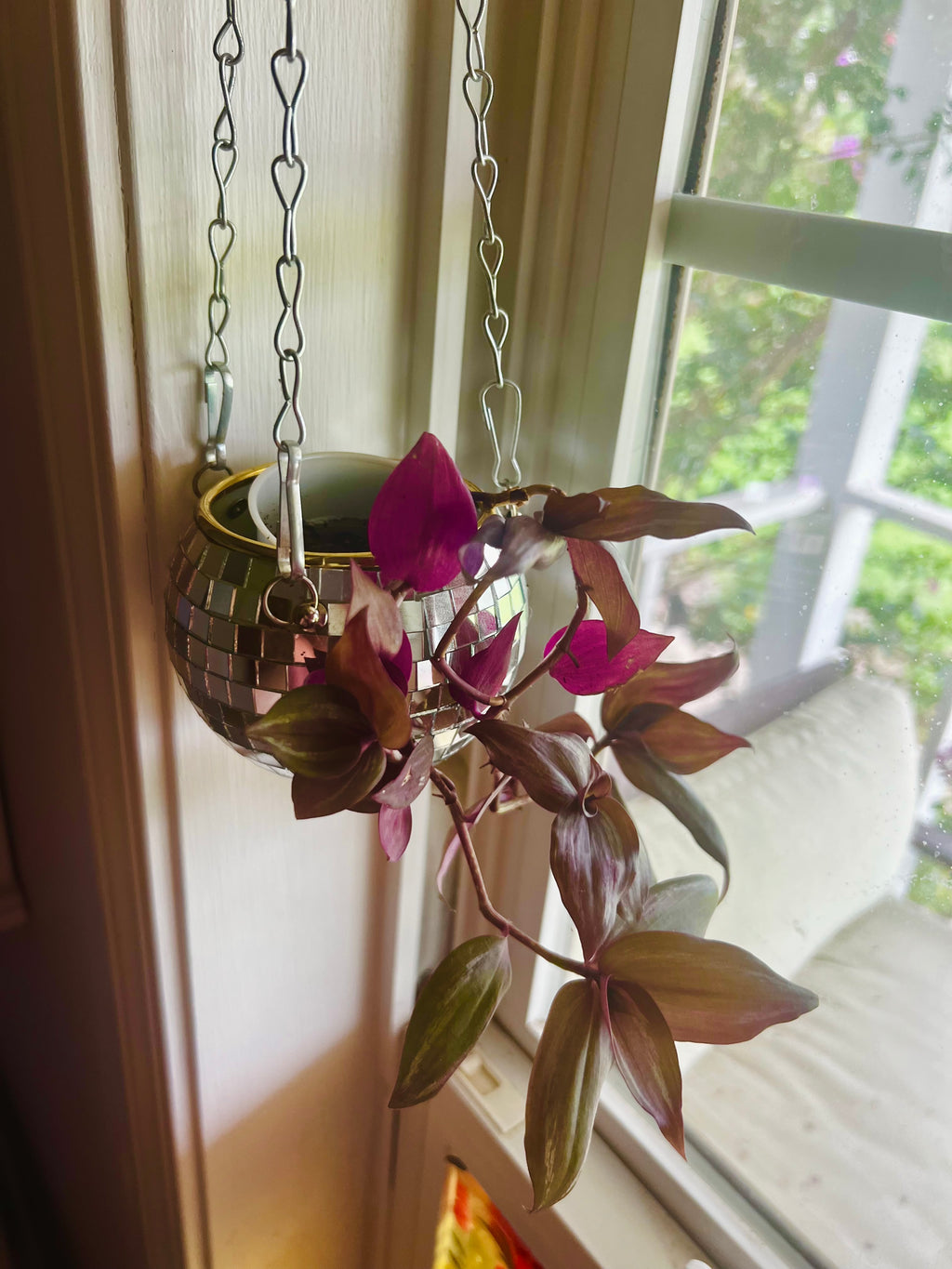 3” Tradescantia zebrina Wandering Dude + Hanging Disco Planter Pot