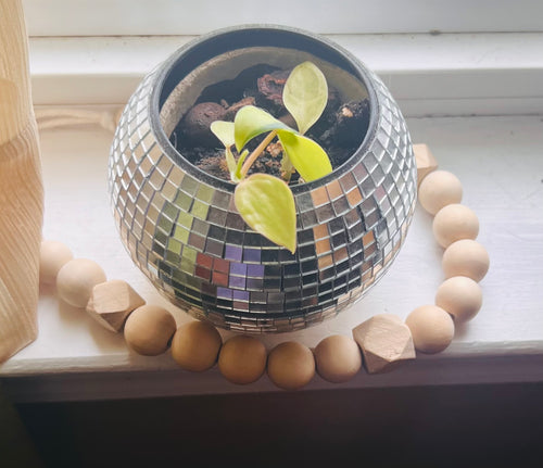 3” Philodendron Brasil + Disco Planter Pot