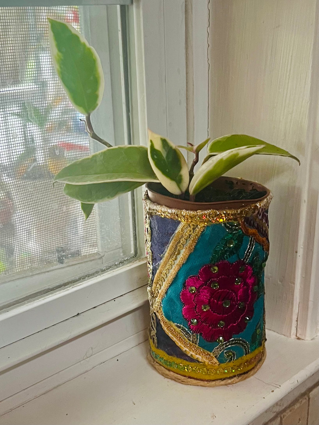 3” Hoya Krimson Queen + upcycled Planter