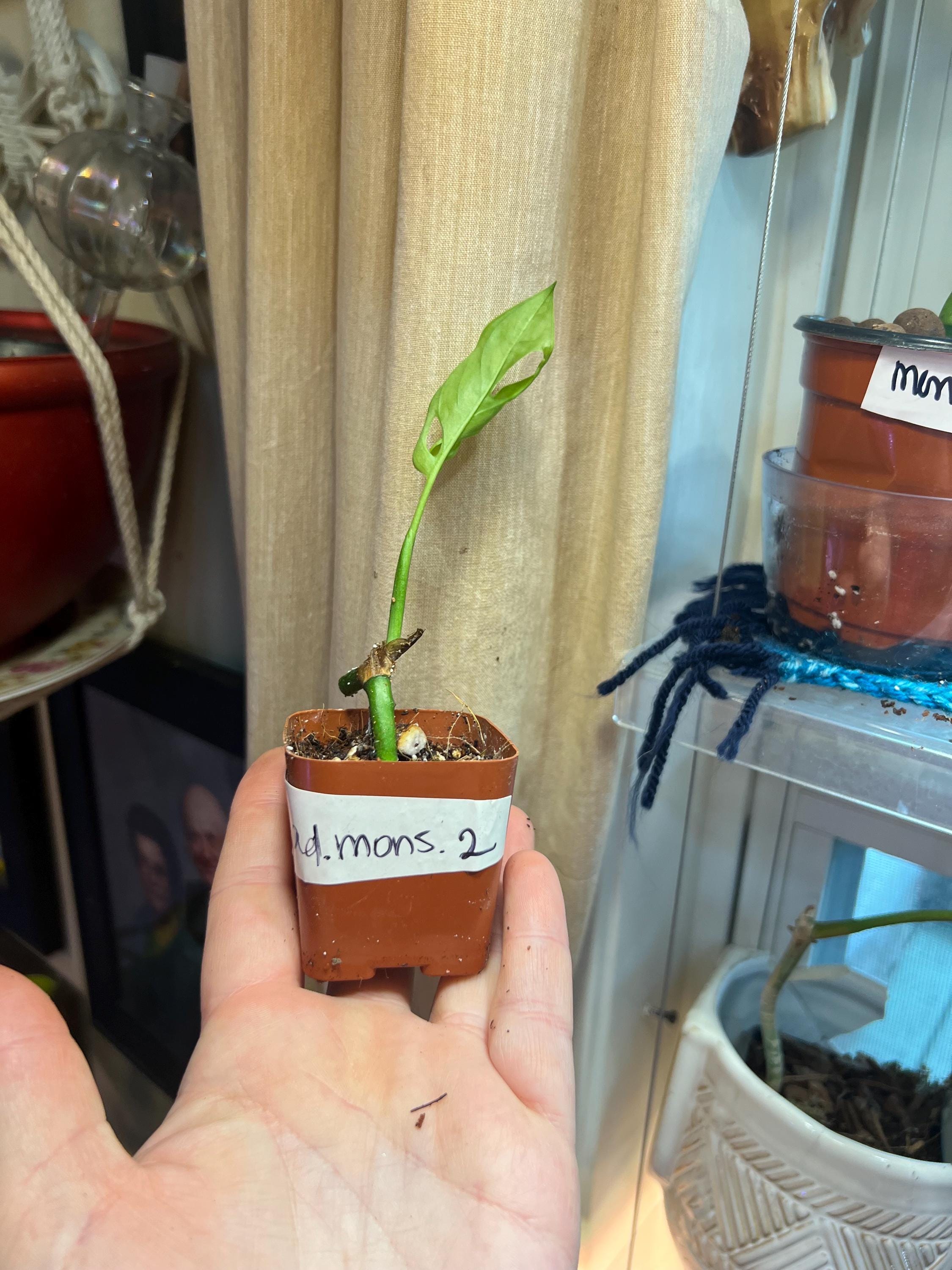 Monstera Adansonii starter plant • rooted propagated node • cuttings available