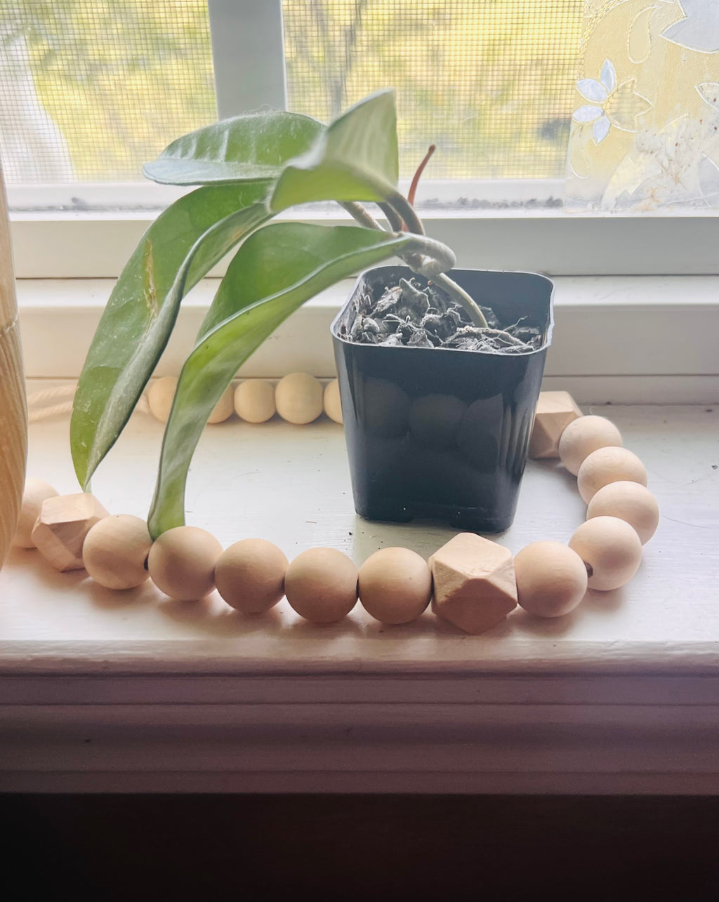 2” Hoya Crimson Queen