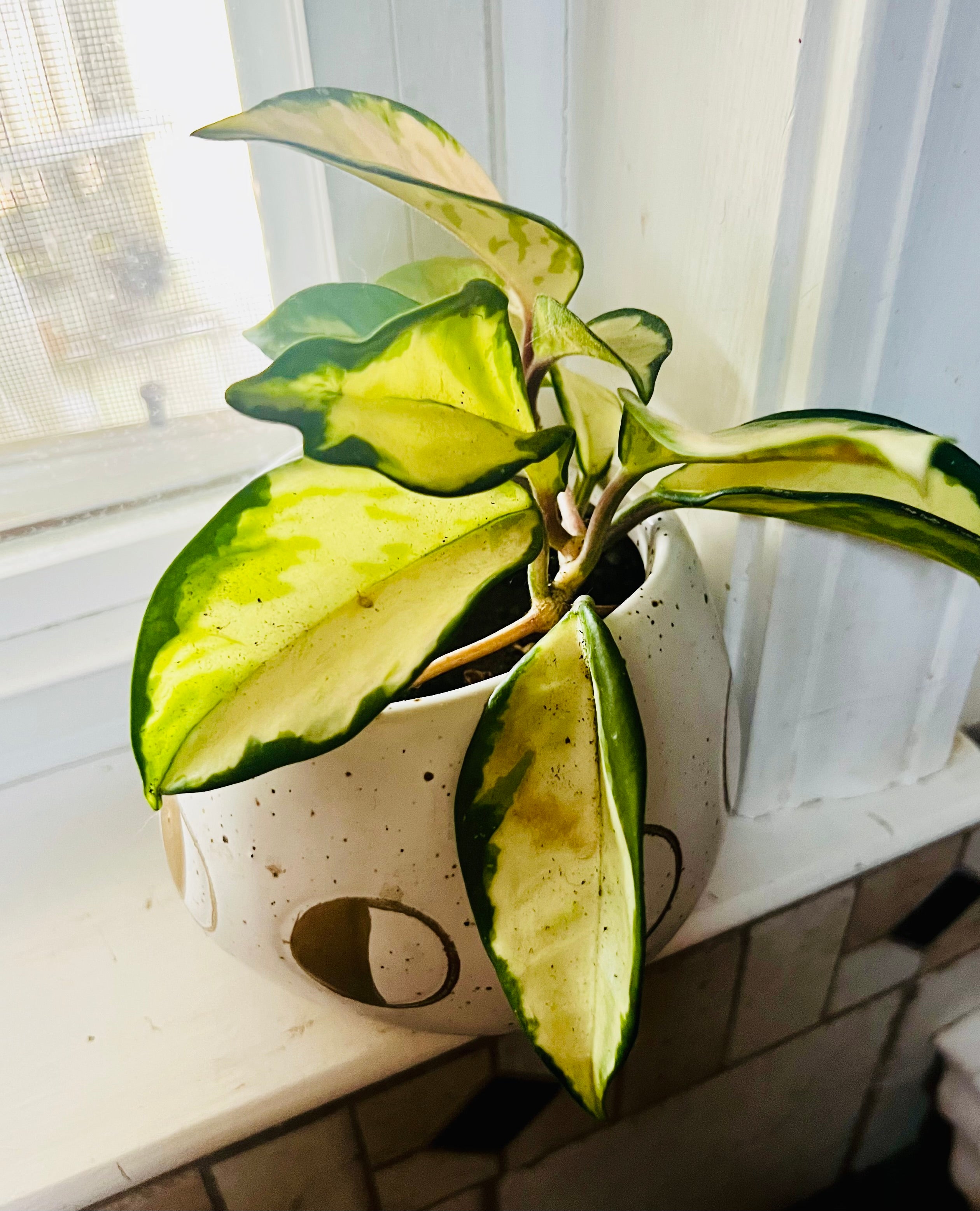 Hoya Krimson Queen + 4.5 Ceramic Planter