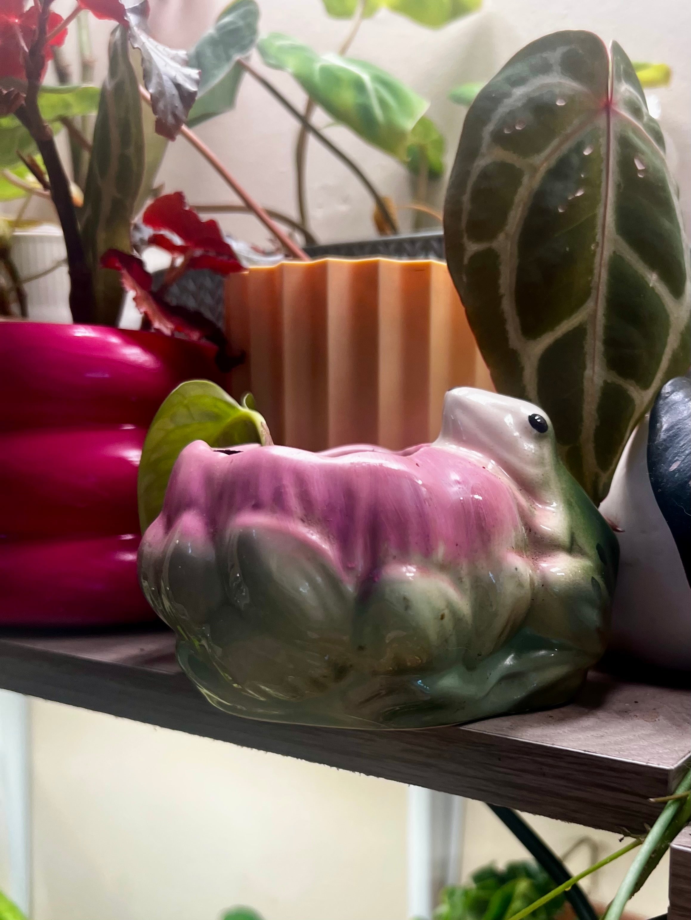 2” Global Green Pothos + Vintage Frog Pot