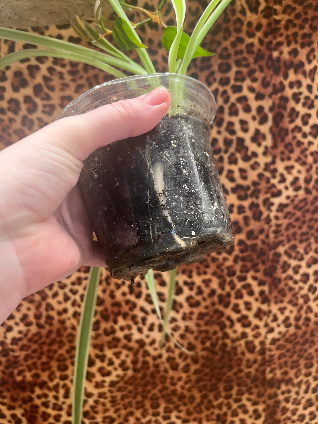 Spider starter plant