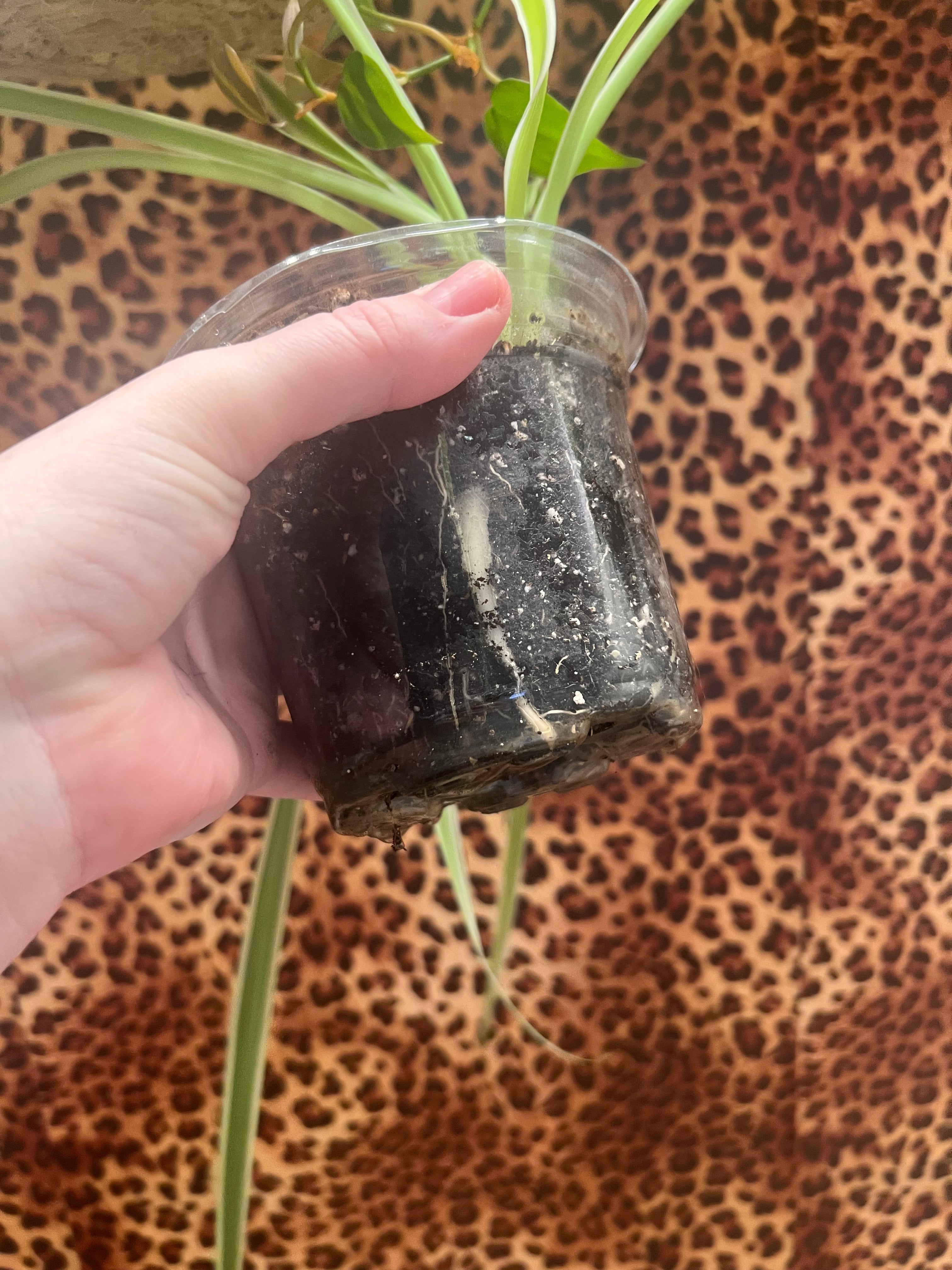 Spider starter plant