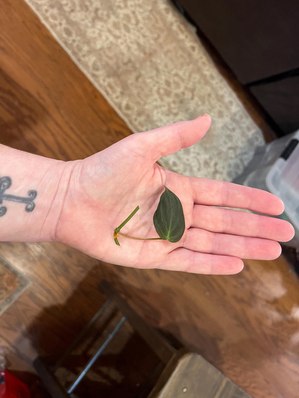 Micans Philodendron plant cutting