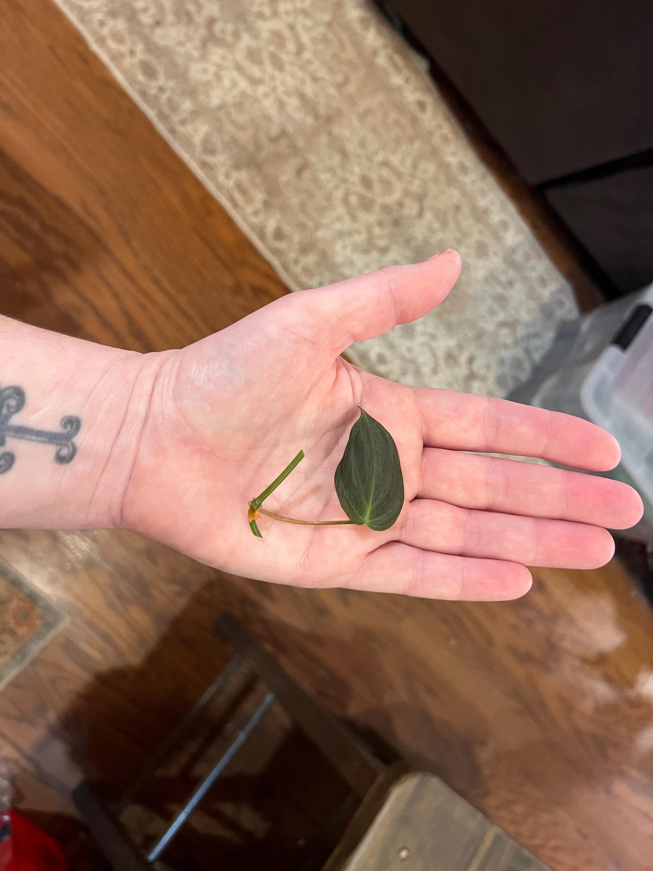 Micans Philodendron plant cutting