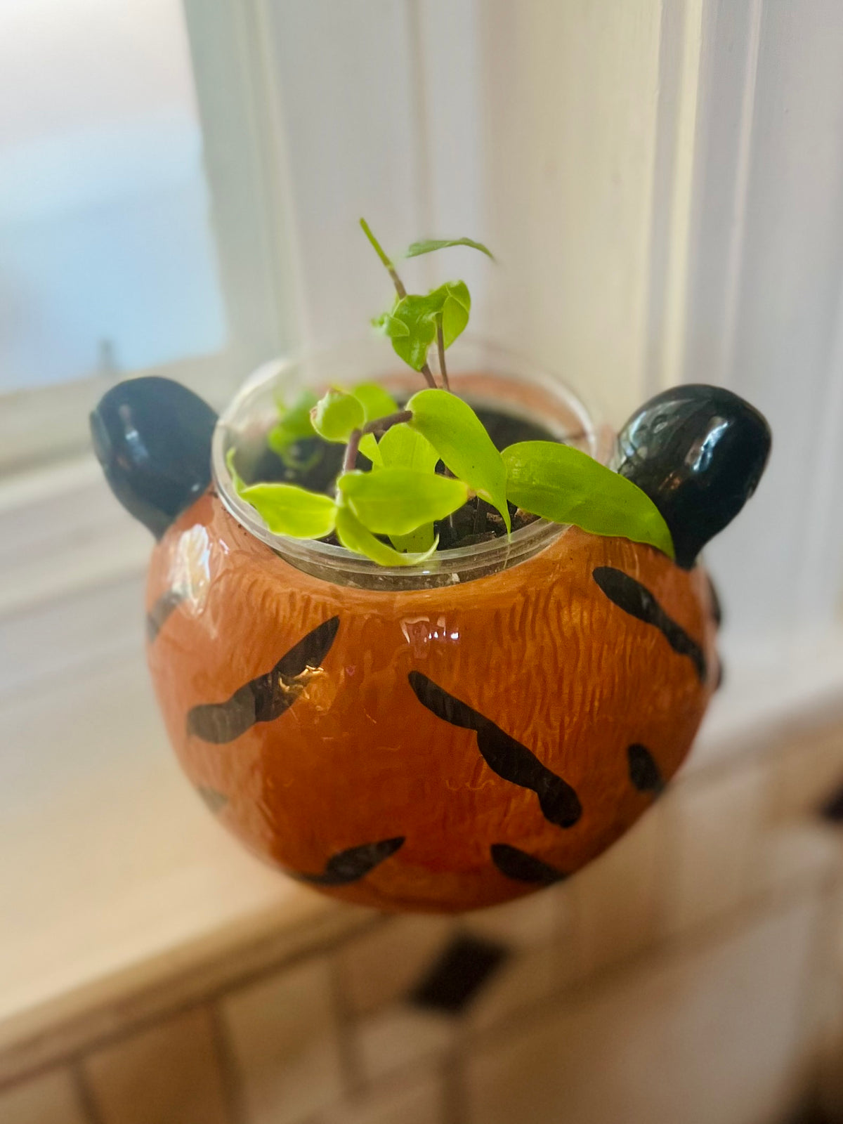 Tradescantia Fluminensis (turtle vine or small leaf spiderwort) + pot
