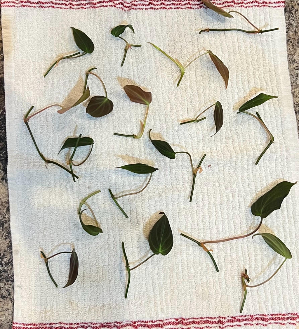 Micans Philodendron plant cutting
