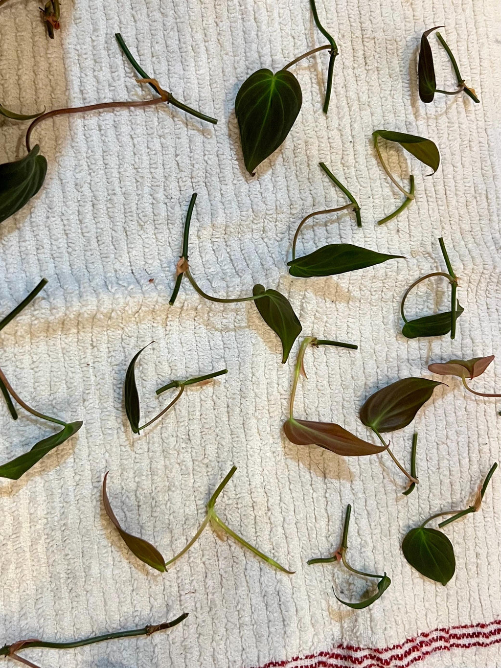 Micans Philodendron plant cutting