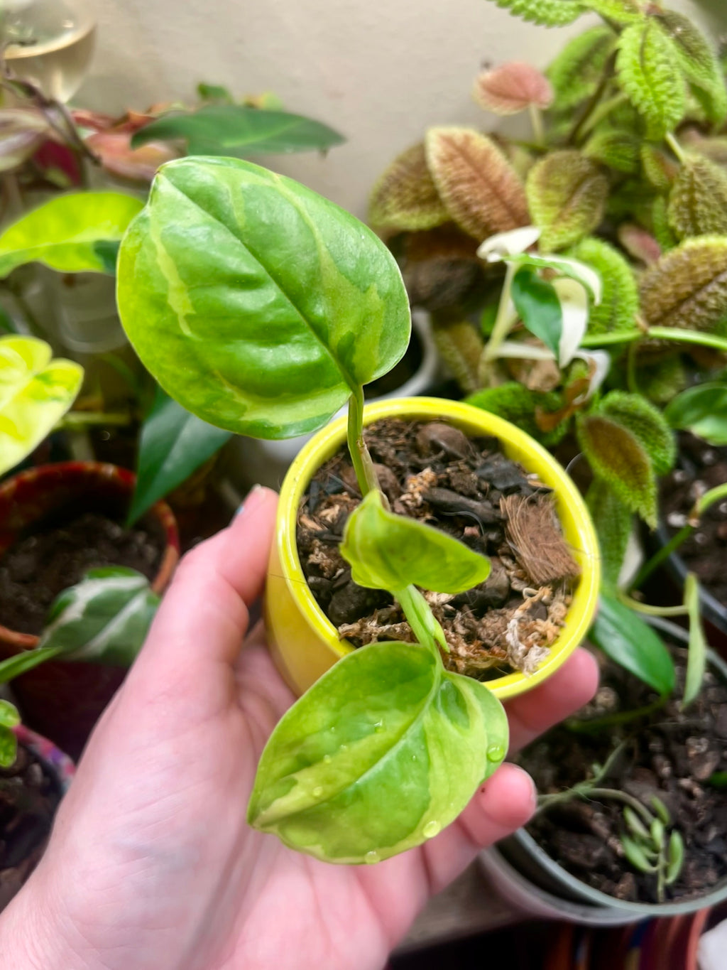 2” Global Green Pothos + Ceramic pot