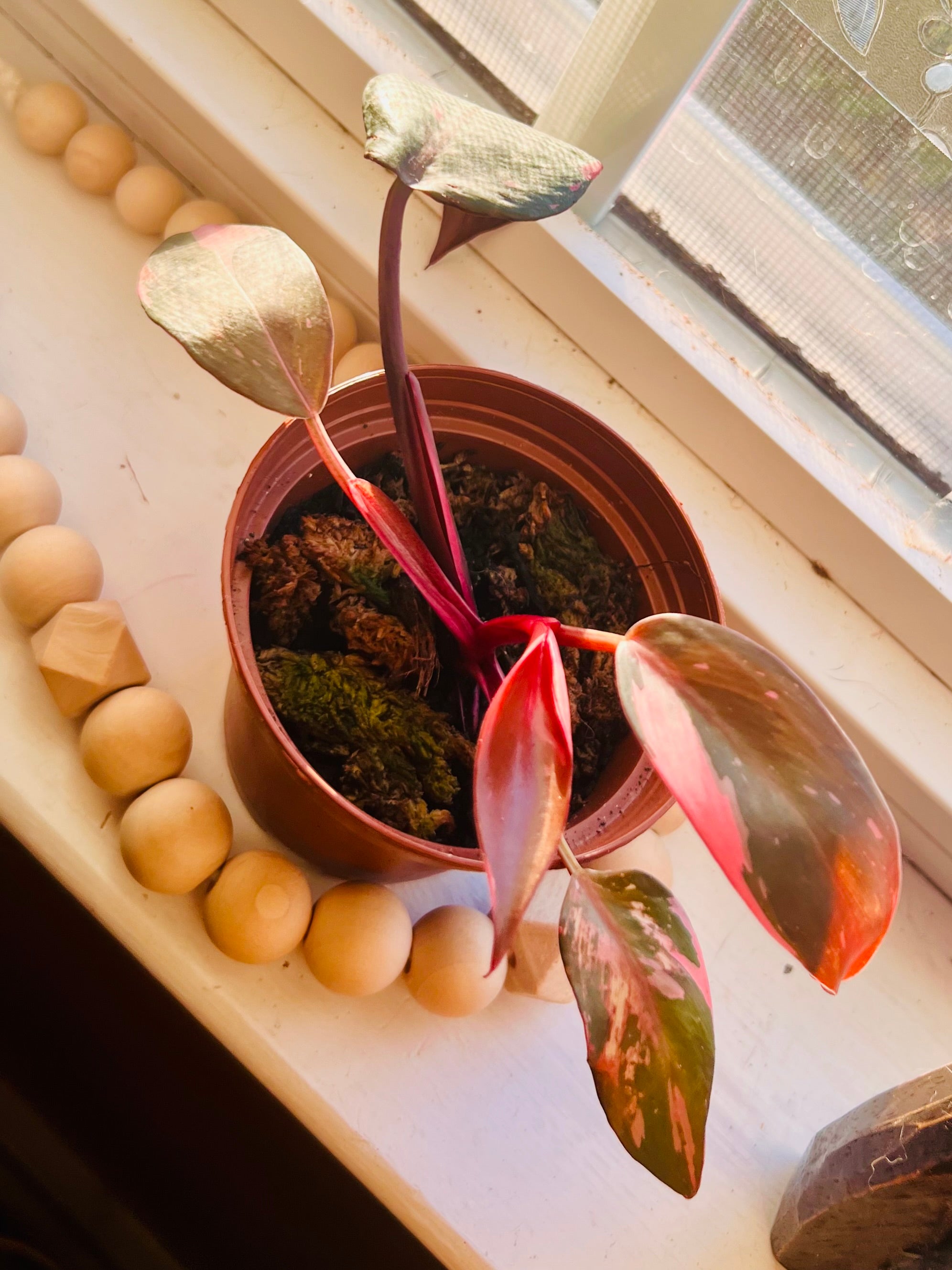 Pink Princess Philodendron 3” Starter