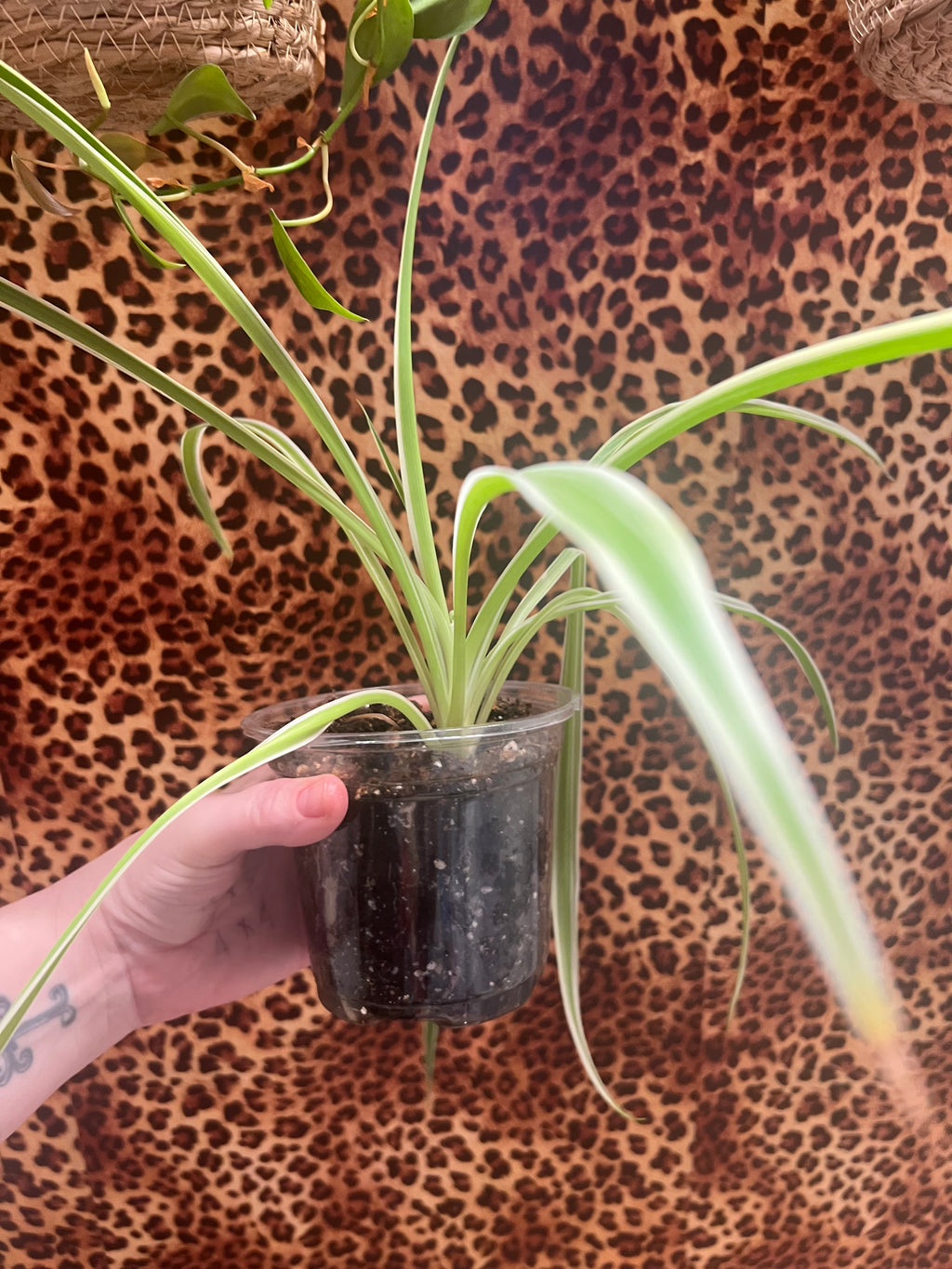 Spider starter plant