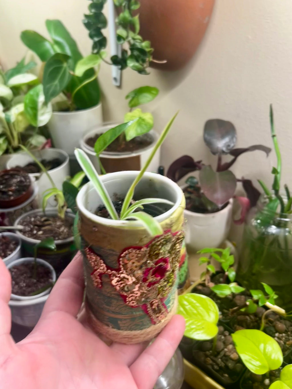 2” Spider Plant + upcycled Planter