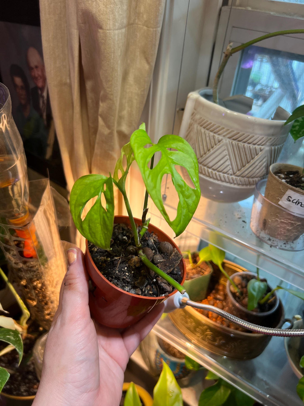 Monstera Adansonii starter plant • rooted propagated node • cuttings available