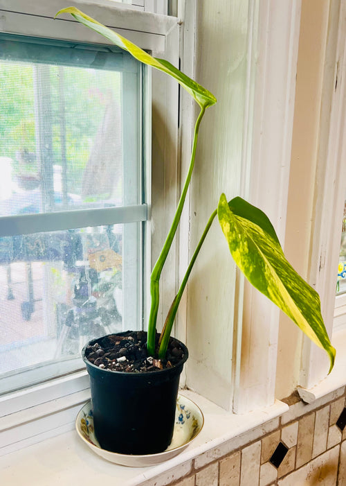 4” Monstera Aurea Starter Plant