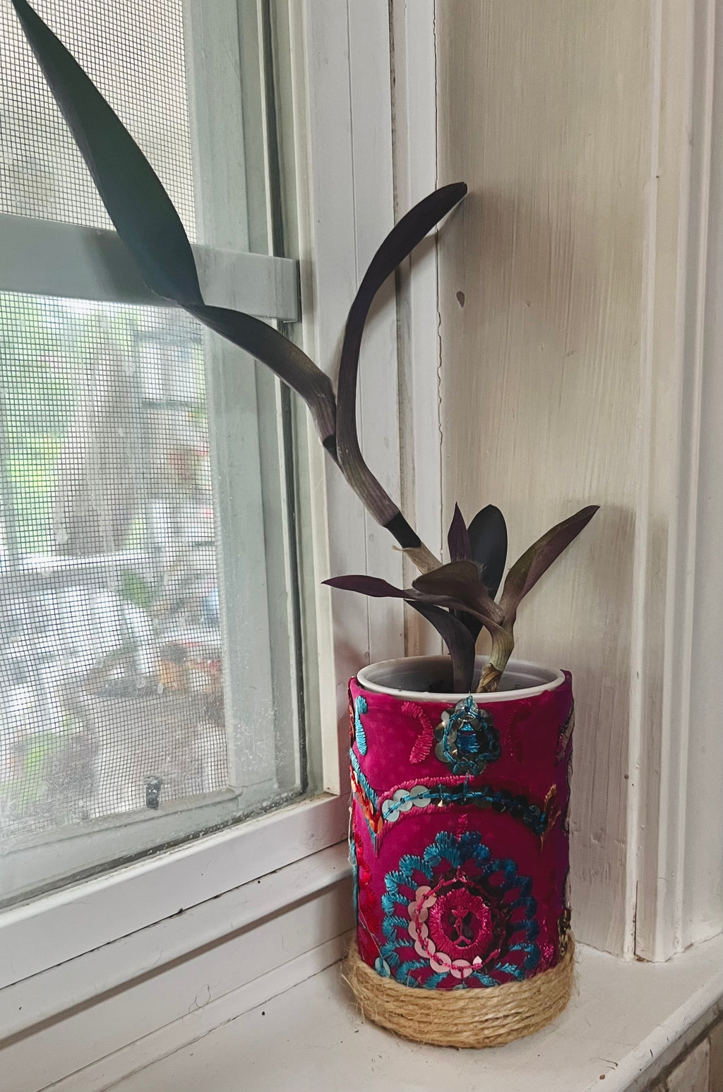 3”  Tradescantia pallida (Purple Heart) + upcycled pot