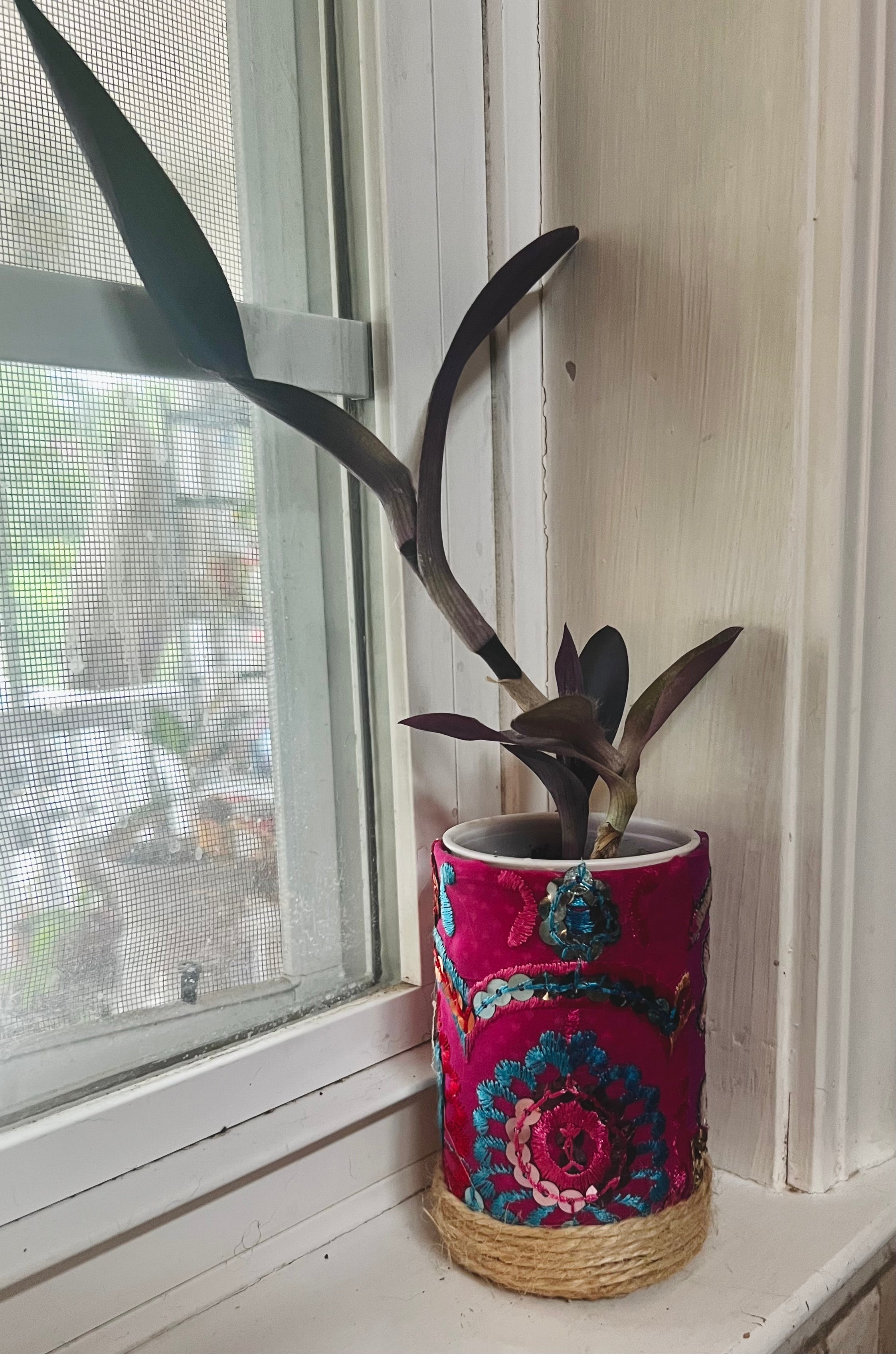 3”  Tradescantia pallida (Purple Heart) + upcycled pot