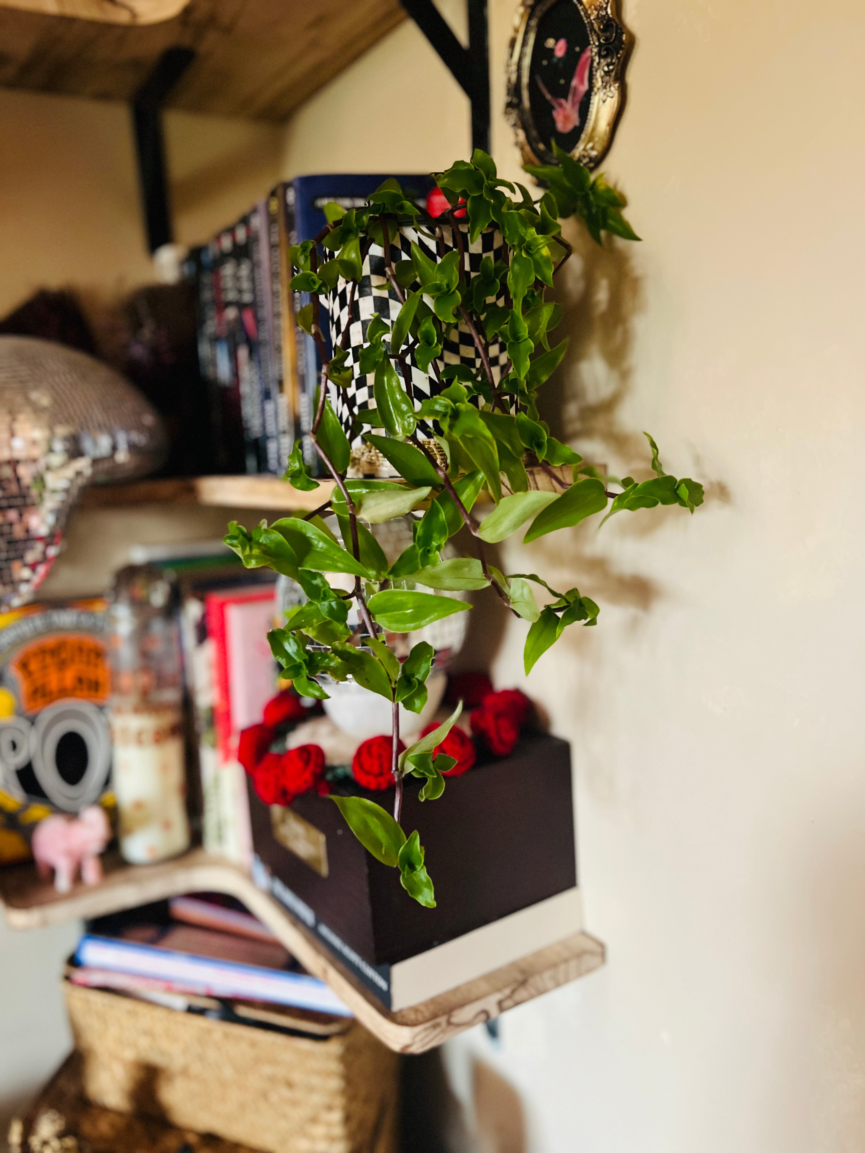 4”  Tradescantia Fluminensis (turtle vine or small leaf spiderwort) + upcycled pot