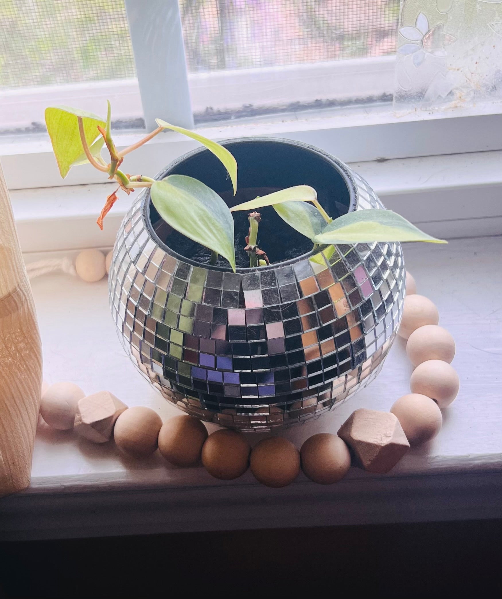 3” Philodendron Brasil + Disco Planter Pot