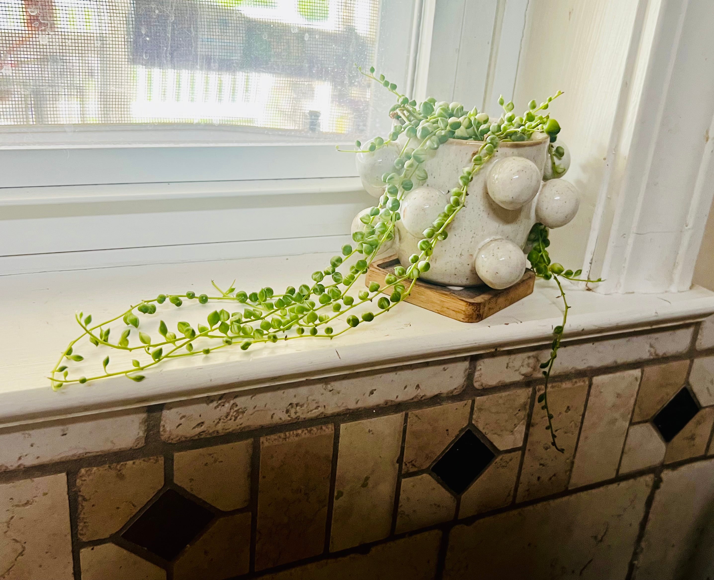 Variegated String of Pearls + Planter