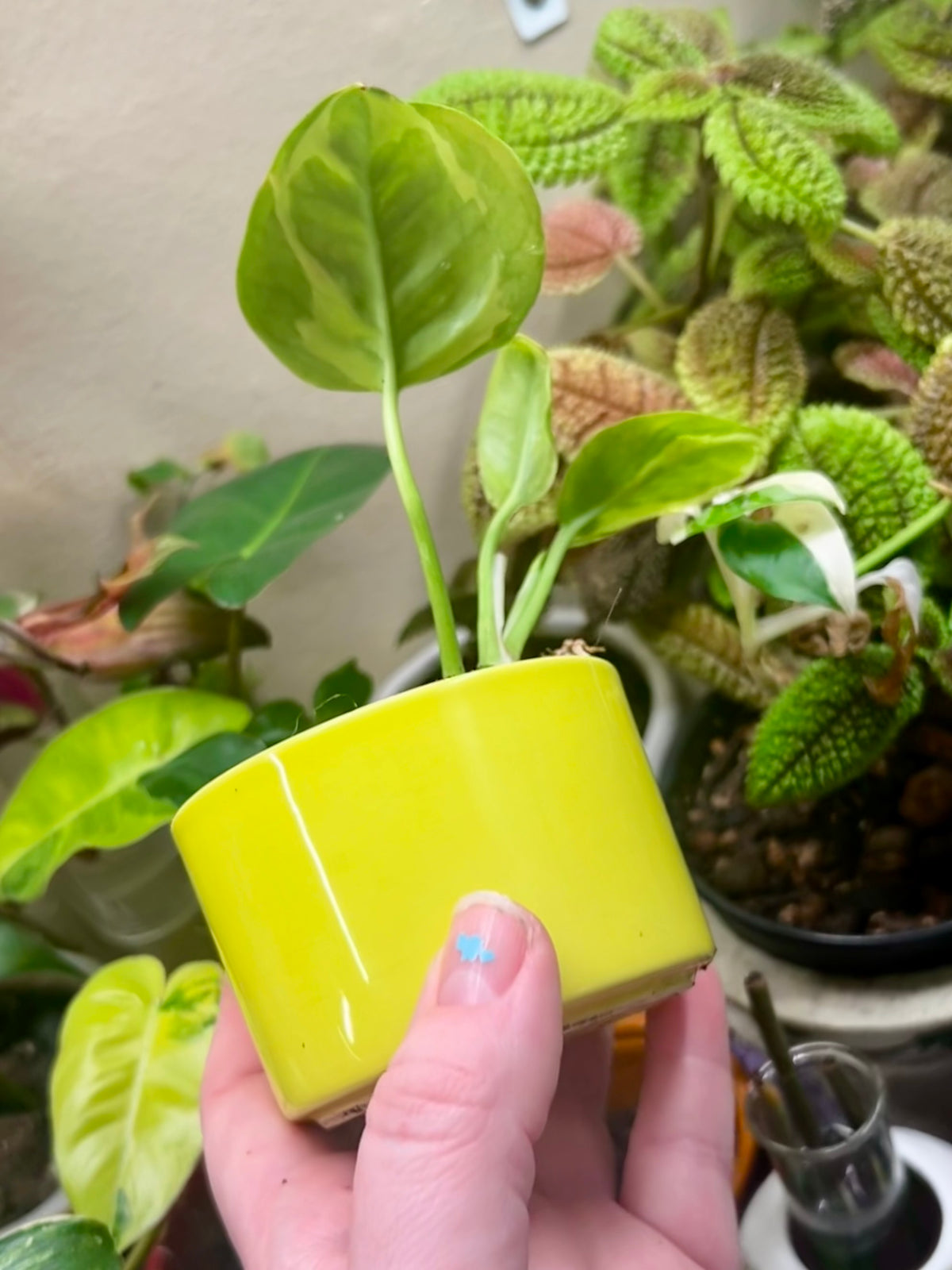 2” Global Green Pothos + Ceramic pot