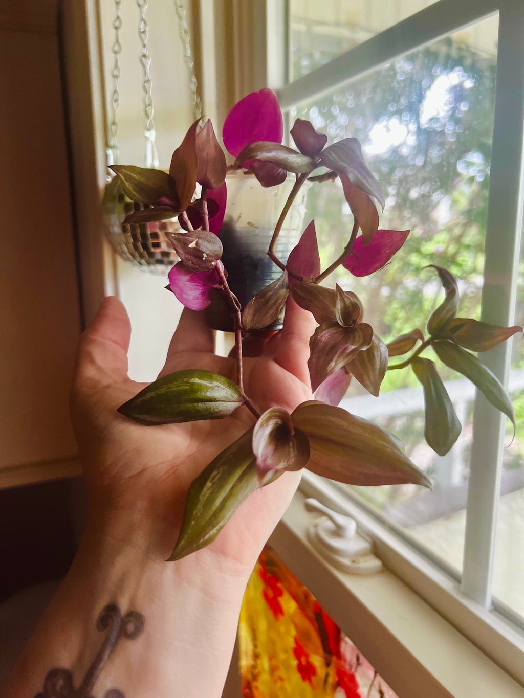 3” Tradescantia zebrina Wandering Dude + Hanging Disco Planter Pot