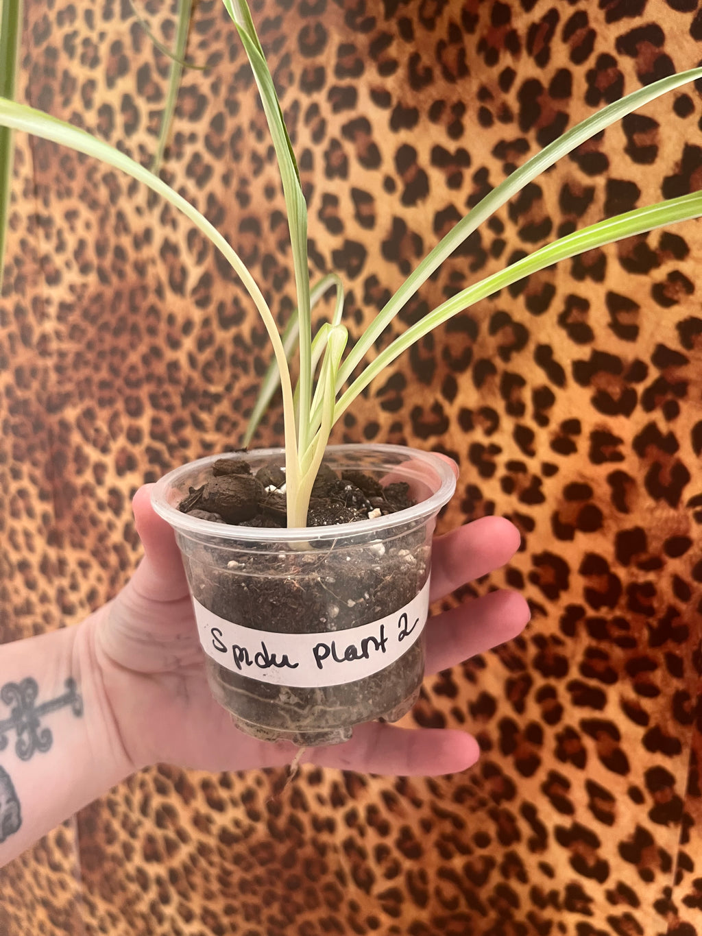 Spider starter plant