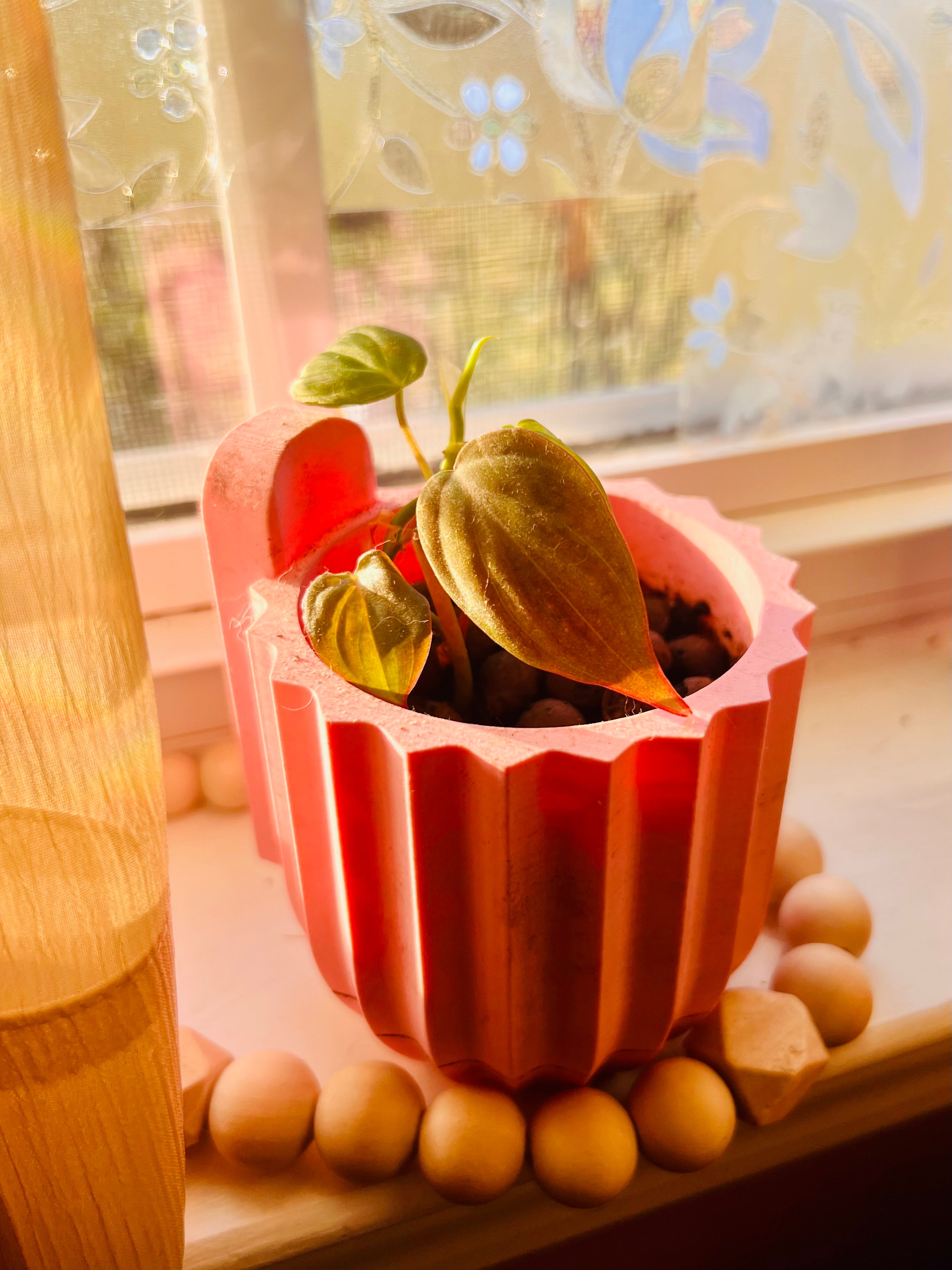 3” Rooted Micans Philodendron Starter Plant