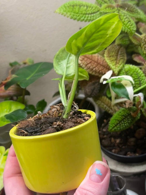 2” Global Green Pothos + Ceramic pot