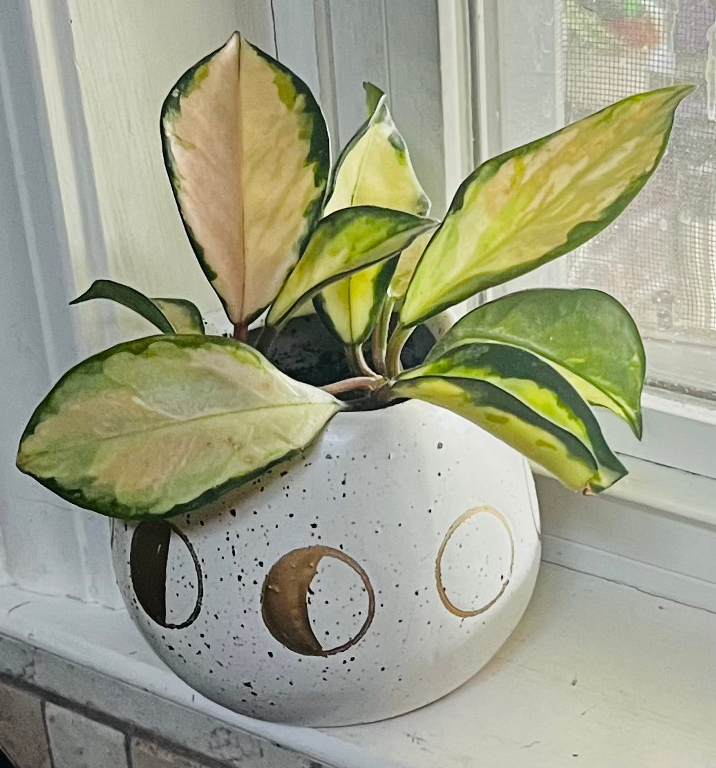 Hoya Krimson Queen + 4.5 Ceramic Planter