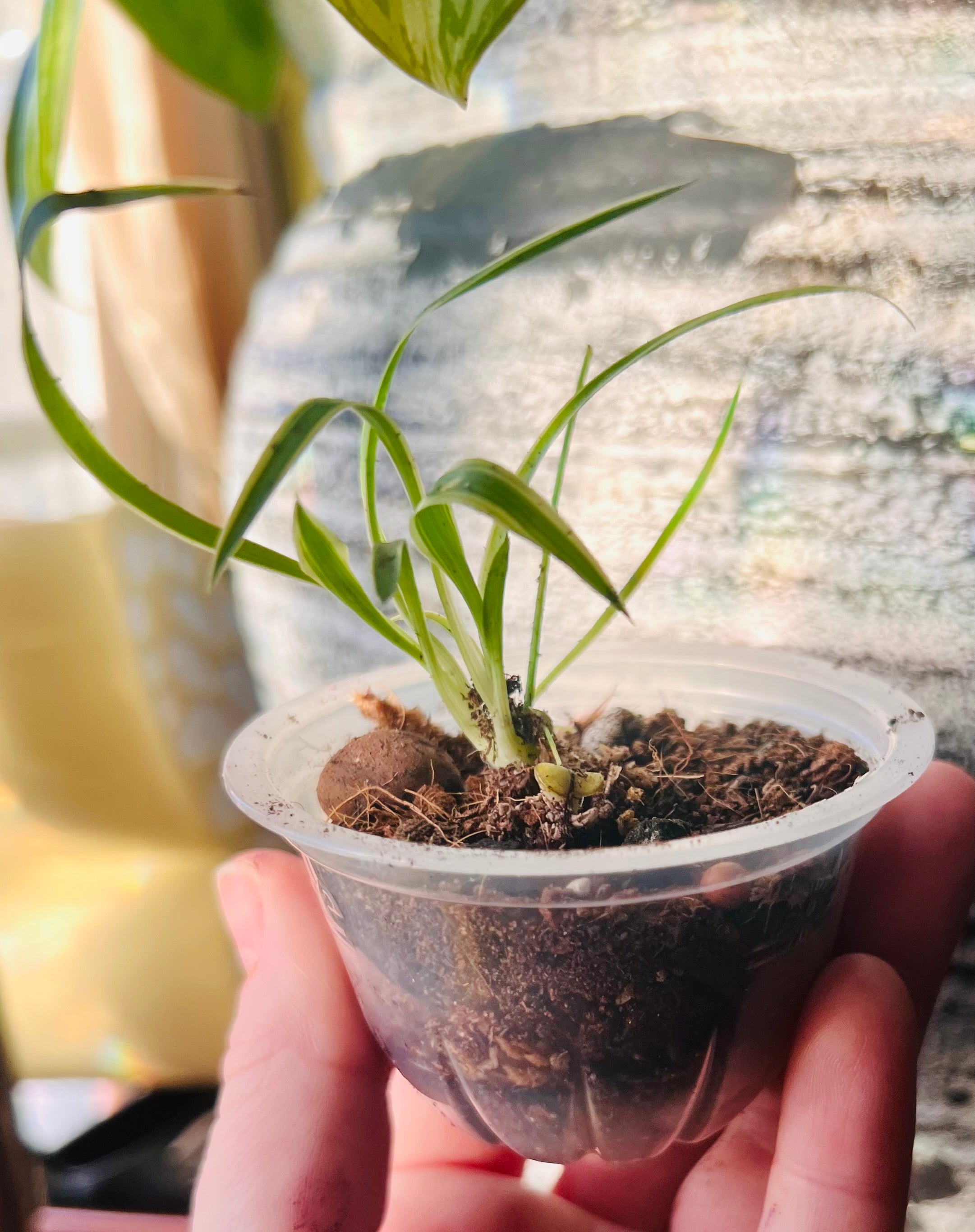 Spider starter plant