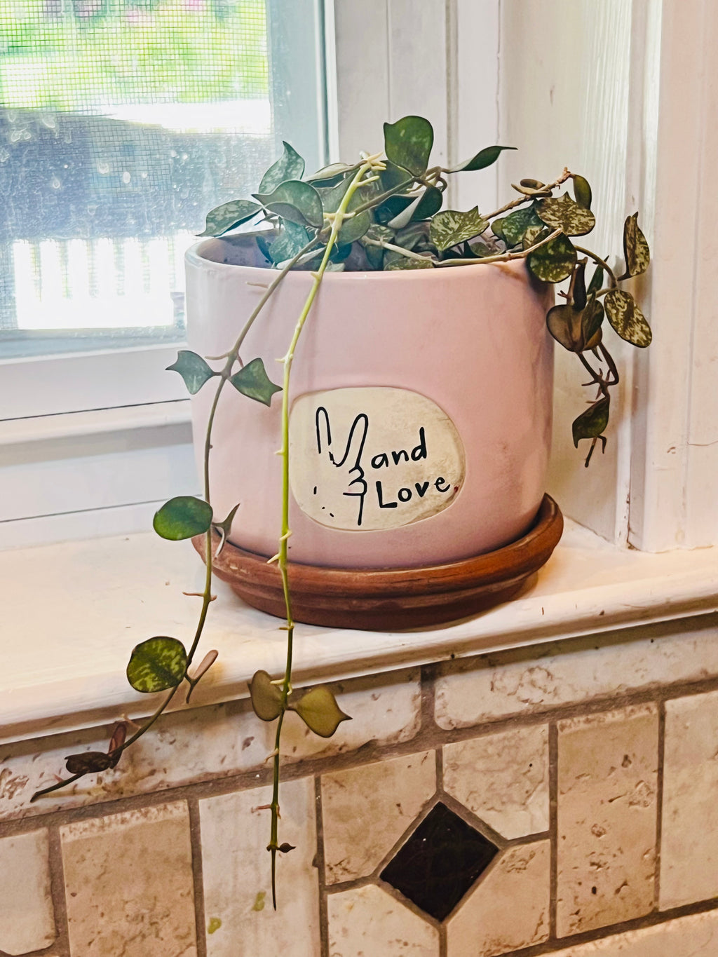 Hoya Curtisii + Planter