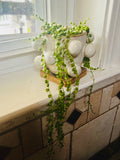 Variegated String of Pearls + Planter