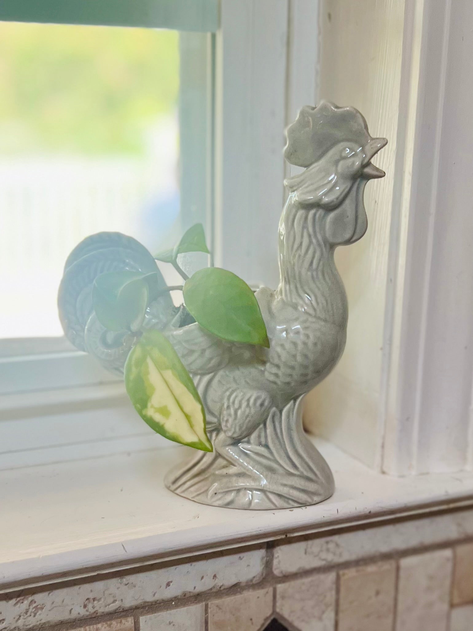 Hoya Krimson Queen + Ceramic Planter