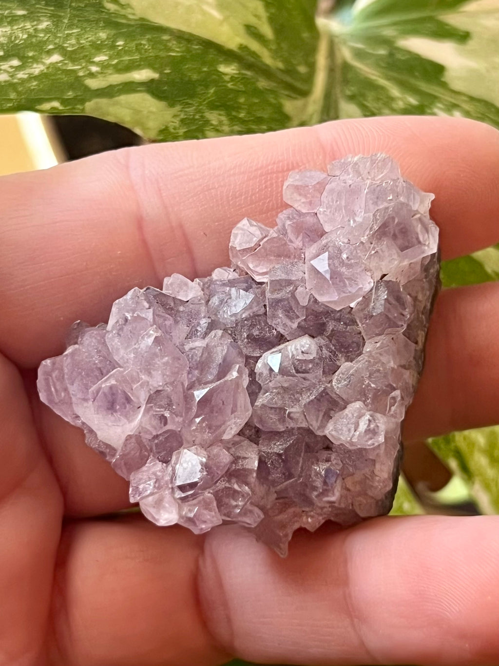 Raw Amethyst Druzy Clusters