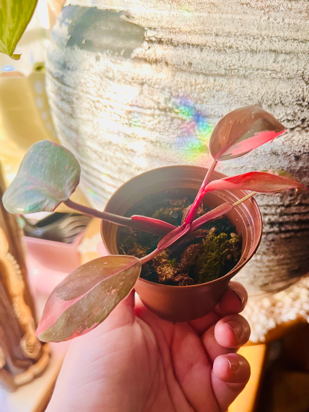 Pink Princess Philodendron 3” Starter
