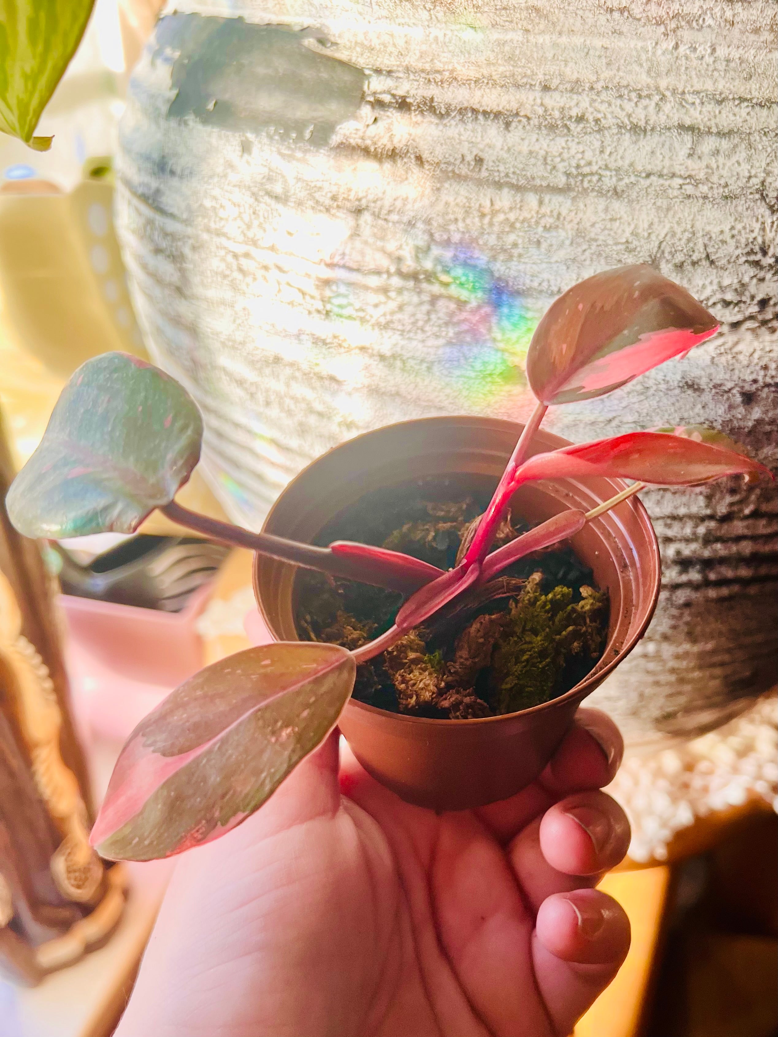 Pink Princess Philodendron 3” Starter