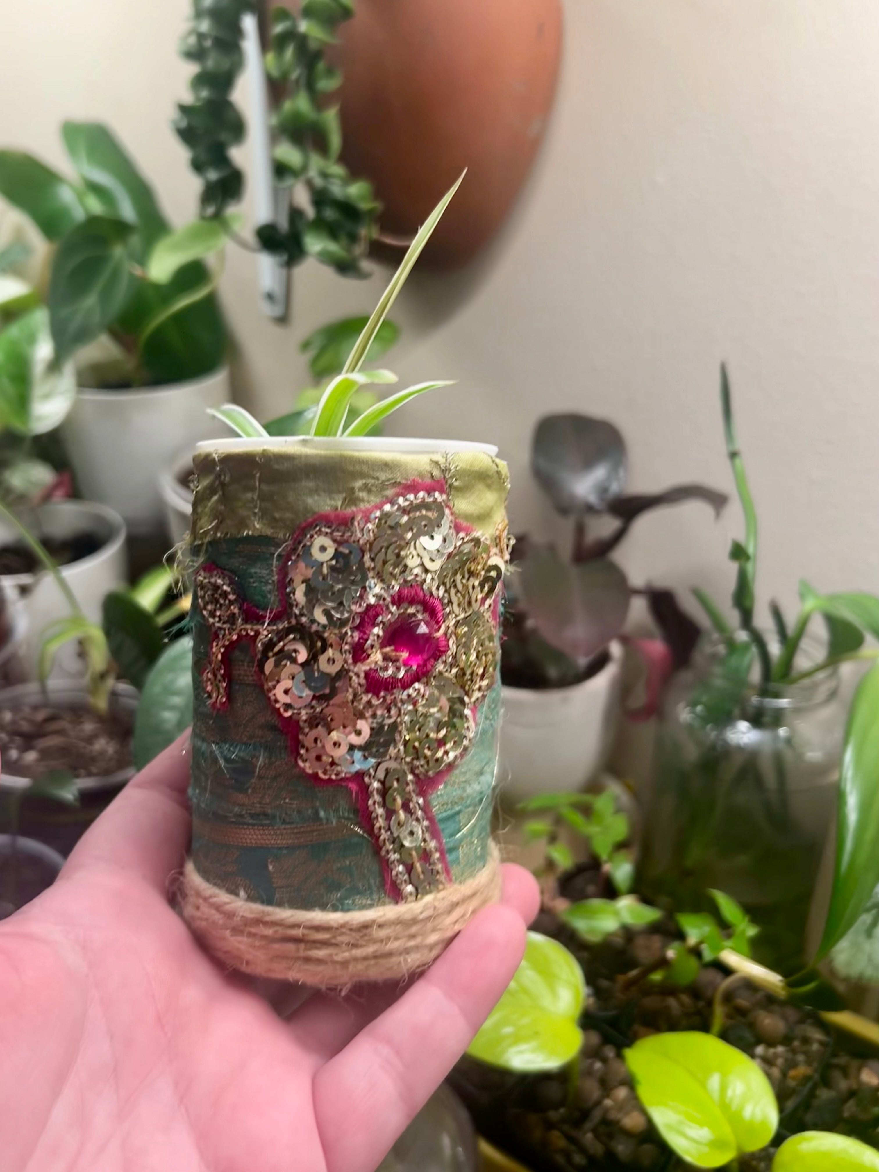 2” Spider Plant + upcycled Planter