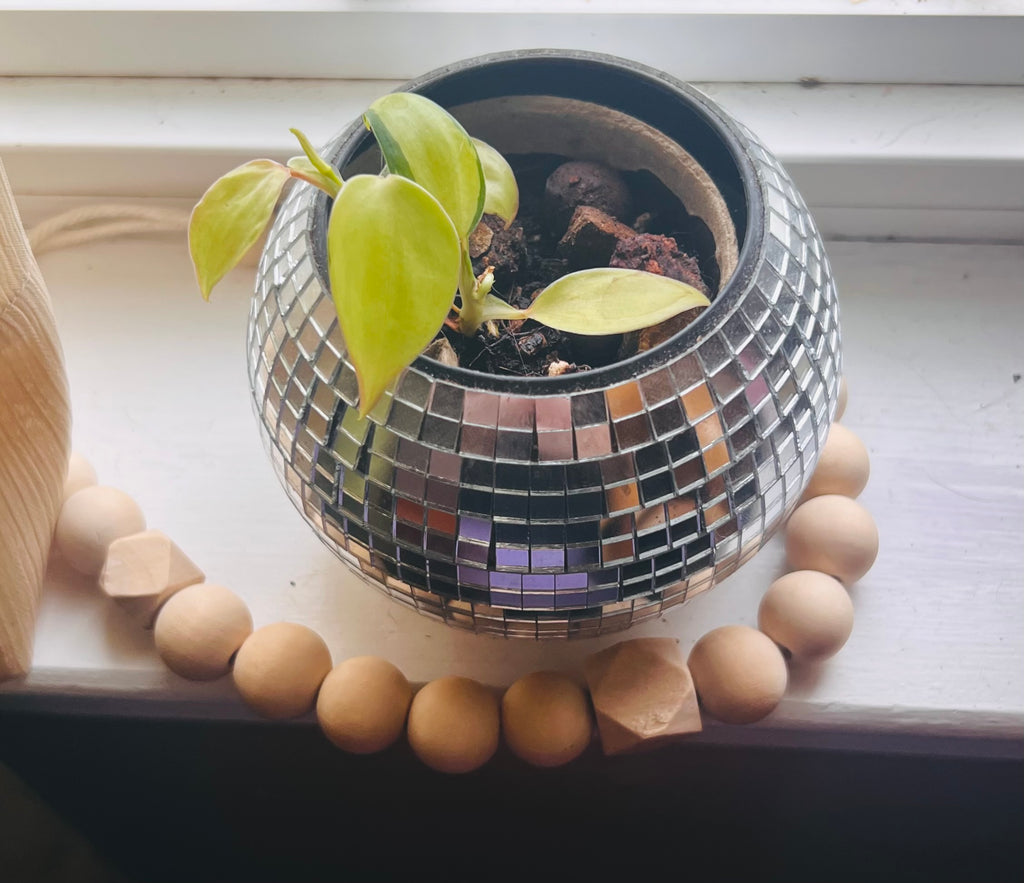 3” Philodendron Brasil + Disco Planter Pot