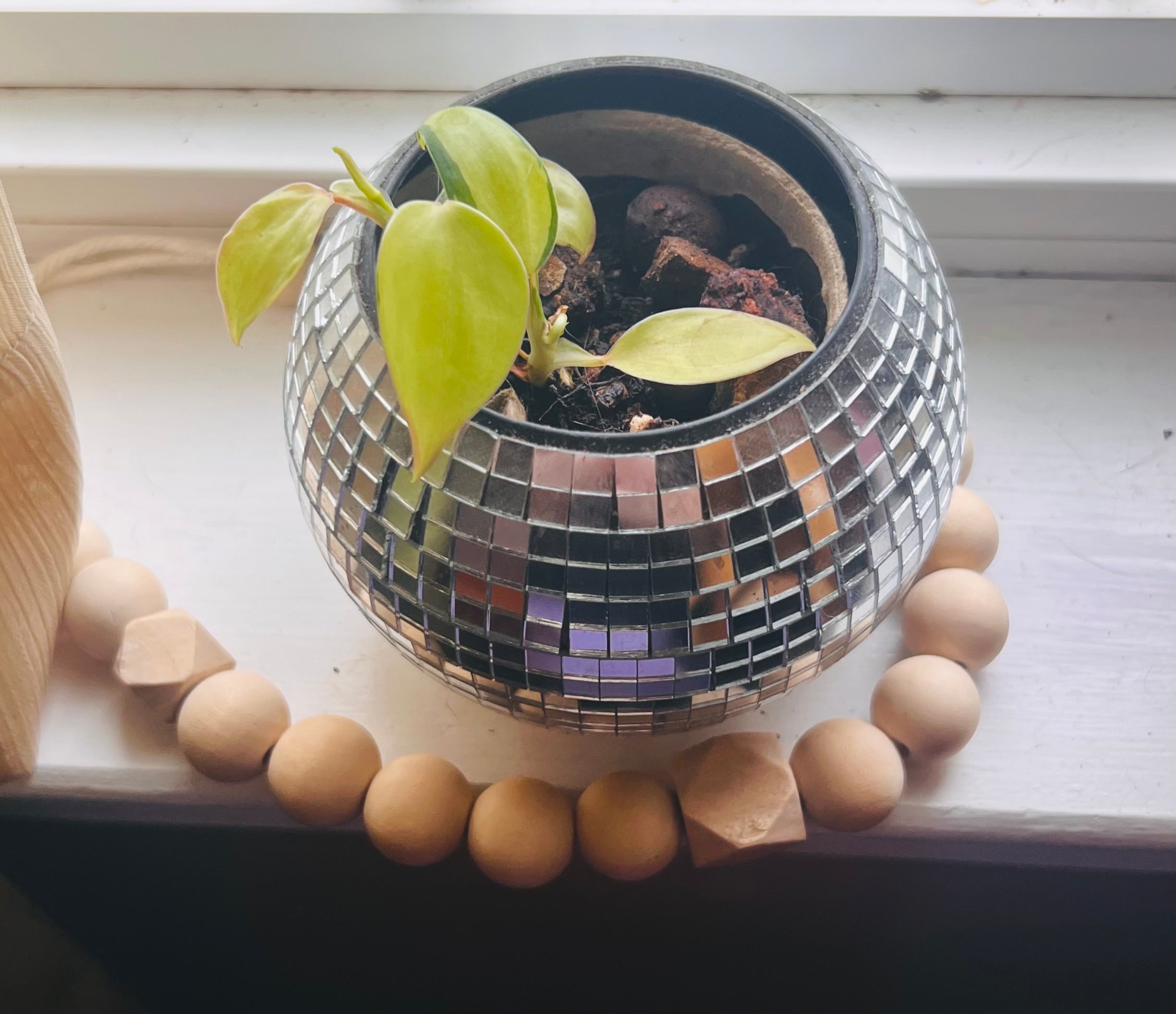 3” Philodendron Brasil + Disco Planter Pot