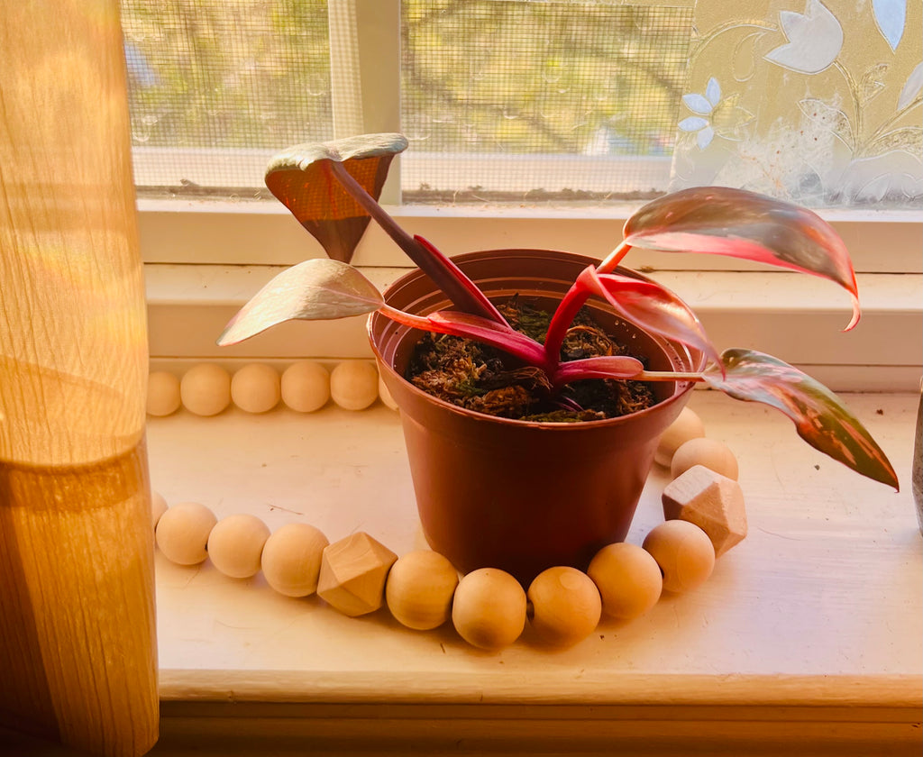 Pink Princess Philodendron 3” Starter