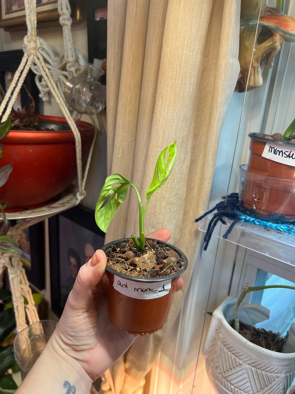 Monstera Adansonii starter plant • rooted propagated node • cuttings available