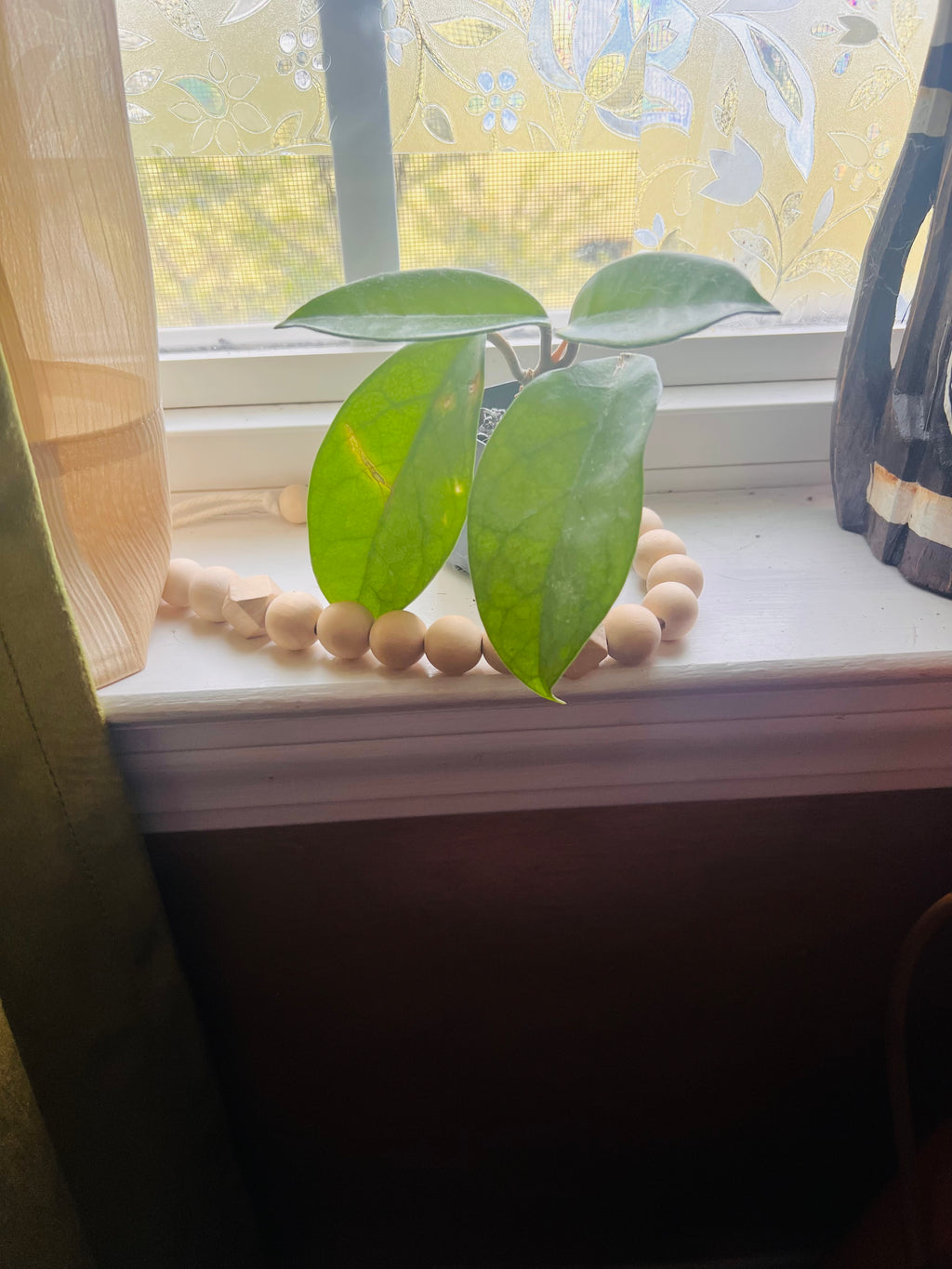 2” Hoya Crimson Queen