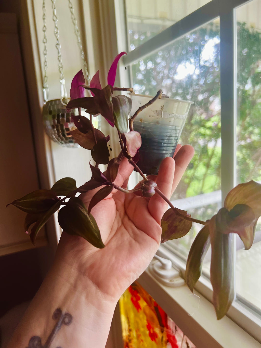 3” Tradescantia zebrina Wandering Dude + Hanging Disco Planter Pot