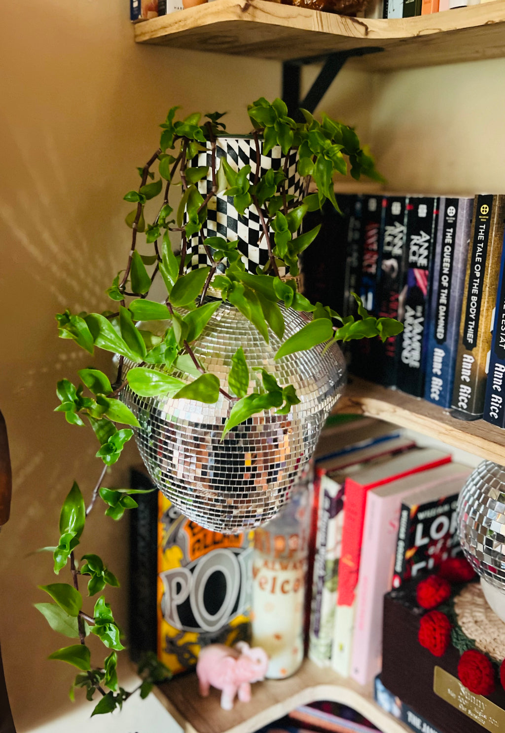 4”  Tradescantia Fluminensis (turtle vine or small leaf spiderwort) + upcycled pot