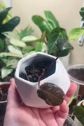 2” Pink Princess Philodendron + Ceramic pot